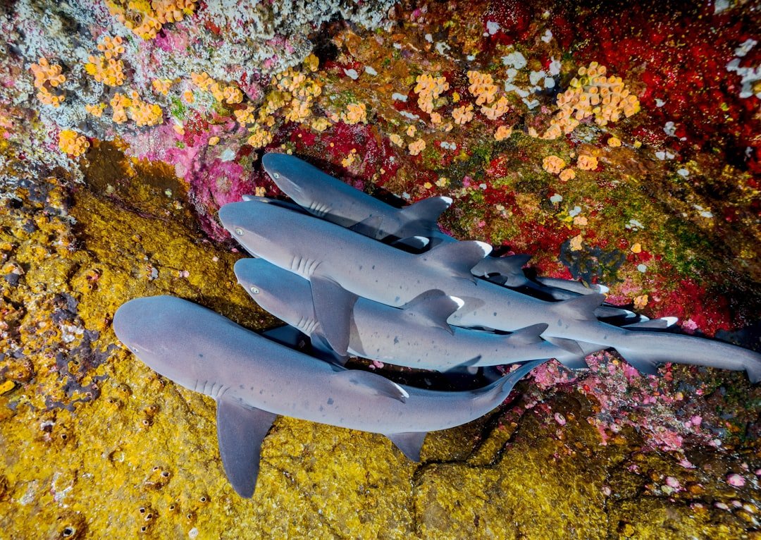 Photo Colorful coral reef