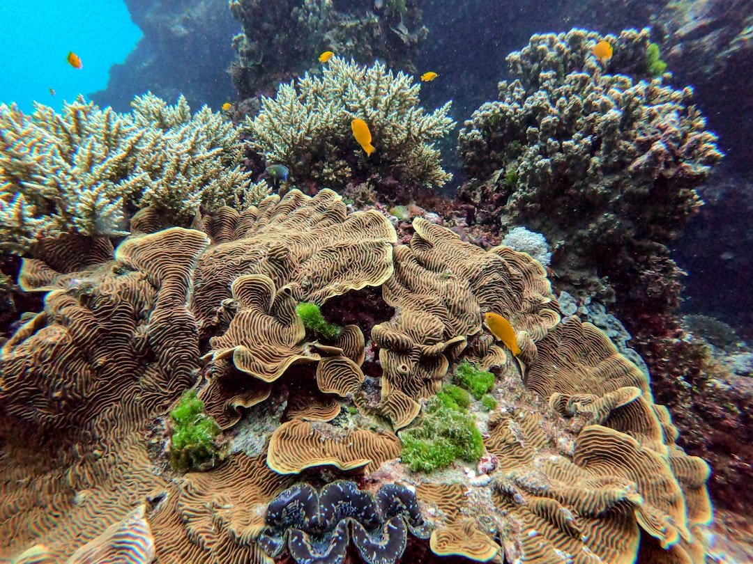 Photo Snorkeling gear