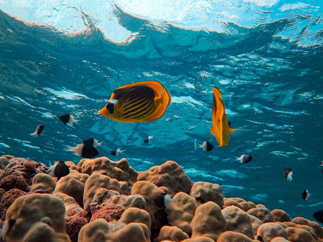 Photo Red Sea