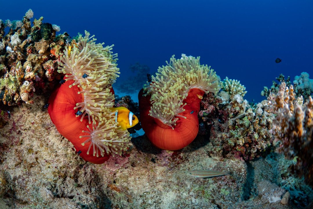 Photo Red Sea
